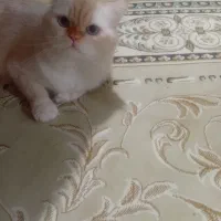 گربه پرشین یکساله چشم ابی خوشکل