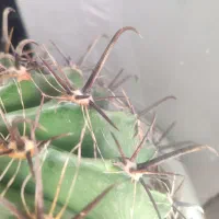 گل کاکتوس شمعدانی ختمی الوورا آگاو|گل و گیاه طبیعی|خوی, |دیوار