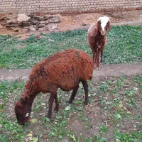 میش ابستن|حیوانات مزرعه|نیشابور, دهنو|دیوار