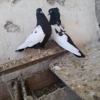 سینه سیاه|پرنده|بندر ماهشهر, |دیوار