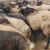 قوچ .بزغاله.گوسفند.