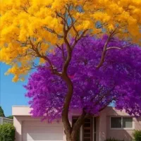 تمیزکار خانه وراه پله