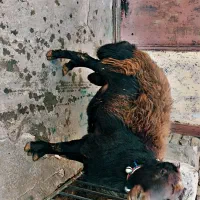 قوچ قره قزل