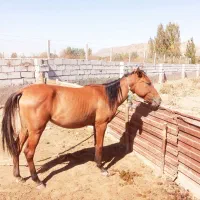 ماده ۱۸ ماهه