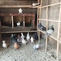 کفتر فروشی|پرنده|قوچان, |دیوار