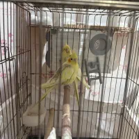 یک جفت عروس هلندی کارداده و بک جفت مرغ عشق