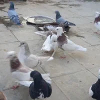 کبوترطوق شازده.شهری.مسافتی|پرنده|شیراز, پانصد دستگاه ارتش|دیوار