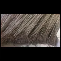 صنوبر(چنار)ریشه دار ترکیه ای