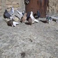 کفتر بهبونی پلاکی قاطی