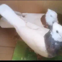 فروش کبوتر شازده ای جفت