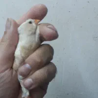 فنچ هاف اورنج اروپایی