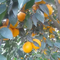 پرتقال شمال