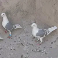 کبوتر ابلغ دم سیاه