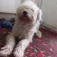 واگذاری سگ|سگ|شیراز, دباغ خانه|دیوار