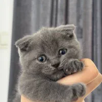 گربه اسکاتیش فولد