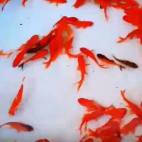 ماهی قرمز|ماهی|چناران, |دیوار