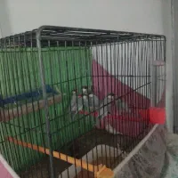 ۳ جفت فنچ نرگسی به ضمانت سیلور|پرنده|بیرجند, |دیوار