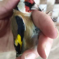 دوتا قناری نر و یک عدد سهره ی گل قفل نر|پرنده|تهران, جوادیه|دیوار