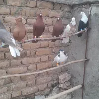 ۸کبوتر رنگی|پرنده|بوئین زهرا, |دیوار