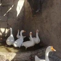 قو غاز