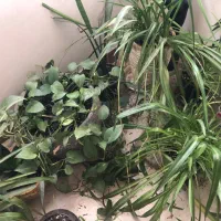 گلدان با گل طبیعی معاوضه