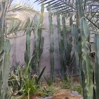 کاکتوس