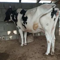 گاو  سه شکم زا چاق وپرگوشت تلیسه گوساله