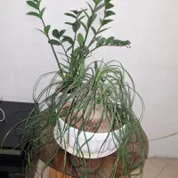 گل آپارتمانی