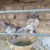 نروماده سبز دمسفید