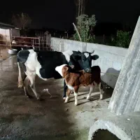 گاو دورگ با گوساله