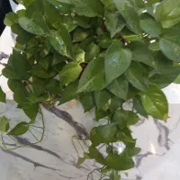 گل پتوس|گل و گیاه طبیعی|اصفهان, لاله|دیوار