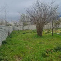 لیالستان-باسند-و-پروانه-ساخت