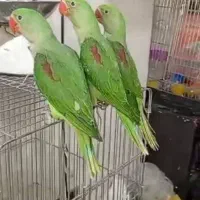 دنیای عروس ملنگو برزیلی شاه طوطی گیرینچیک کاسکو|پرنده|تهران, استاد معین|دیوار