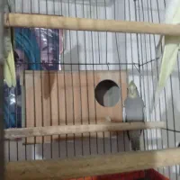 طوطی عروس آهویی نرم خور.40روزه