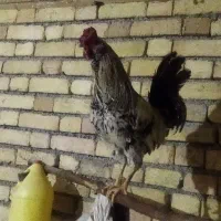 خروس گلین