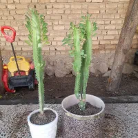 گل آفوربیا