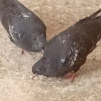 کبوتر