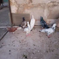 سلام تعدادی کفتر فروشی|پرنده|کرج, ساسانی (قلمستان)|دیوار