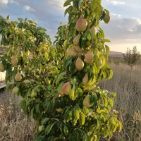 فروش باغ پسته|فروش خانه و ویلا|زنجانرود, |دیوار