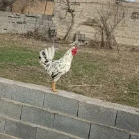 گلین خروس|حیوانات مزرعه|تاتار علیا, |دیوار