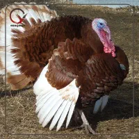 فروش بوقلمون