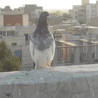 دانه ۴۰۰|پرنده|الوند, |دیوار