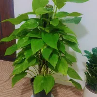 گیاه|گل و گیاه طبیعی|اهواز, لشکرآباد|دیوار