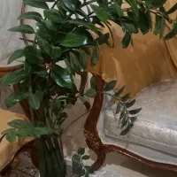 زاموفیلیا سبز ۲۰۰۰۰۰۰