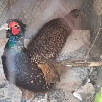 مرغ آمریکایی