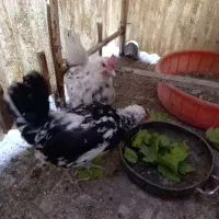 مرغ گلین|پرنده|نجفآباد, حومه نجف آباد|دیوار