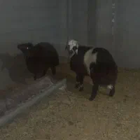 بره قوچ.بز میش