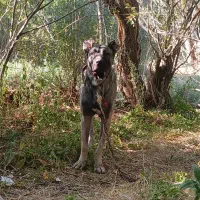 سگ گم شده|حیوانات|ملایر, |دیوار