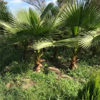 پالم ، پالم زمینی|گل و گیاه طبیعی|کلاچای, |دیوار