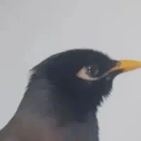 مرغ مینا  سهره